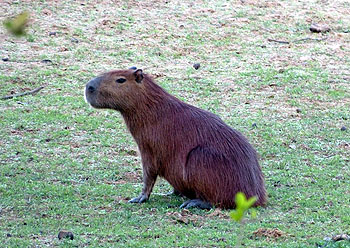 CAPYBARA